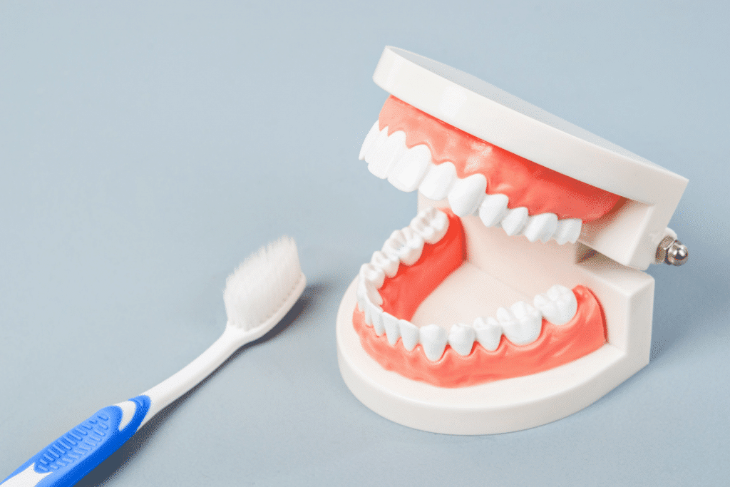 picture of tooth brush and model of teeth The Best Food for Kid's Teeth in the Lunchbox