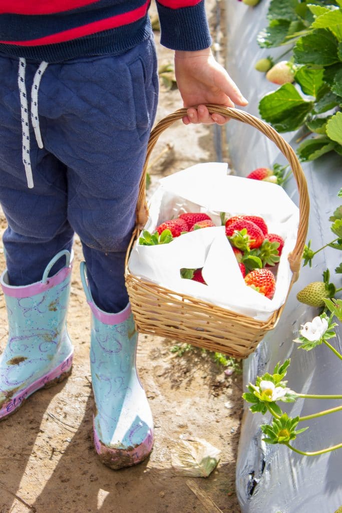 An image of a child holding a basket of strawberries that have just been picked